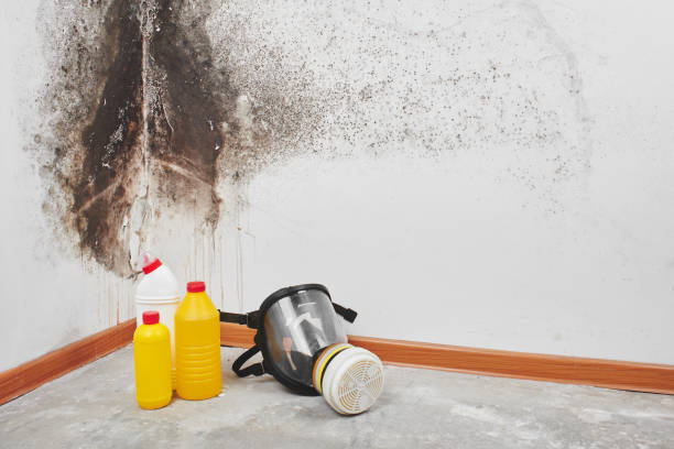 Professional Mold Removal in Thomasville, GA