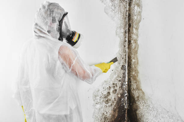 Best Toxic Mold Removal  in Thomasville, GA