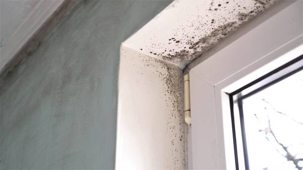 Professional Mold Removal in Thomasville, GA