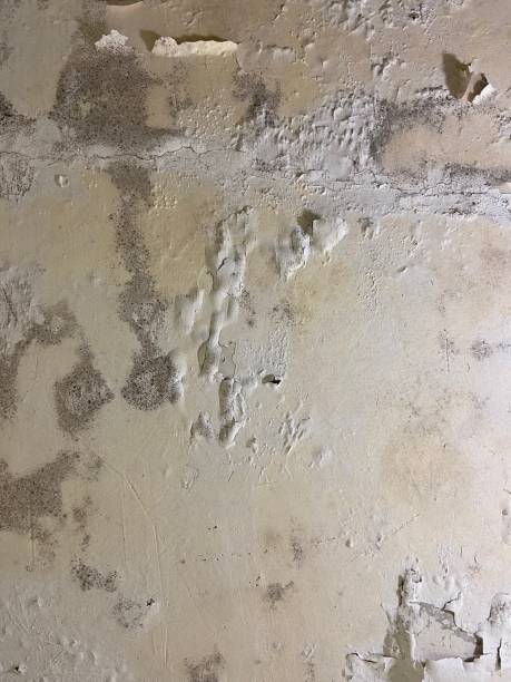 Best Residential Mold Removal  in Thomasville, GA